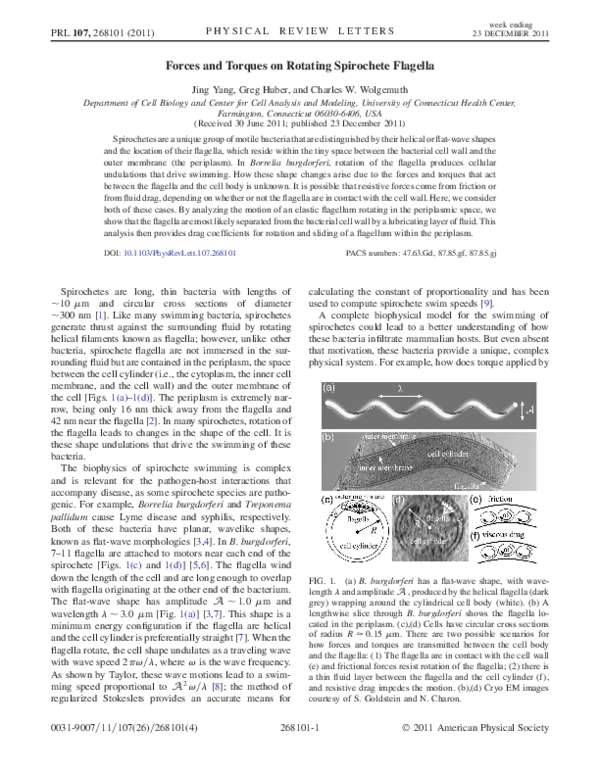 (PDF) Forces and Torques on Rotating Spirochete Flagella | Greg Huber ...