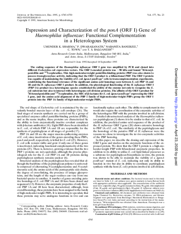Expression and characterization of the ponA (ORF I) gene of Haemophilus influenzae: functional complementation in a heterologous system