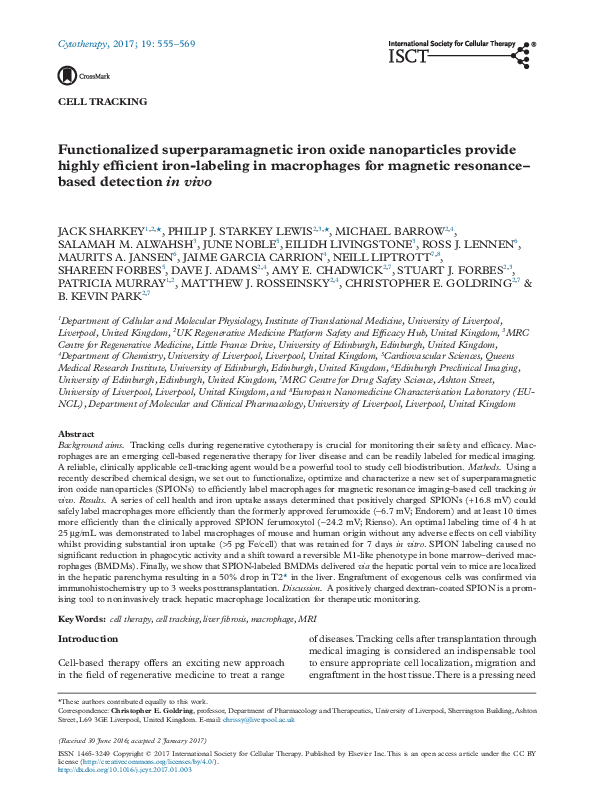 (PDF) Functionalized superparamagnetic iron oxide nanoparticles provide ...