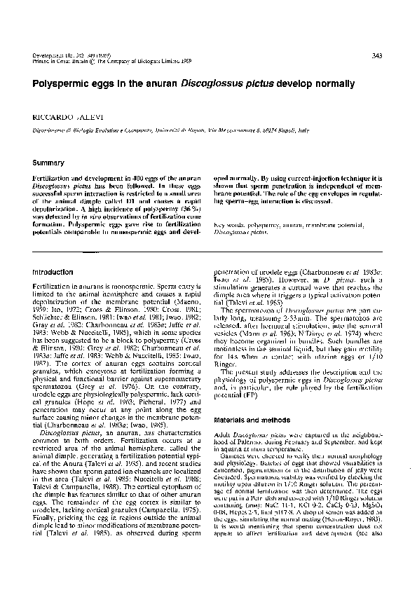 (PDF) Polyspermic eggs in the anuran Discoglossus pictus develop normally