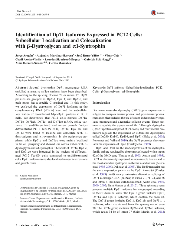 (PDF) Identification of Dp71 Isoforms Expressed in PC12 Cells ...