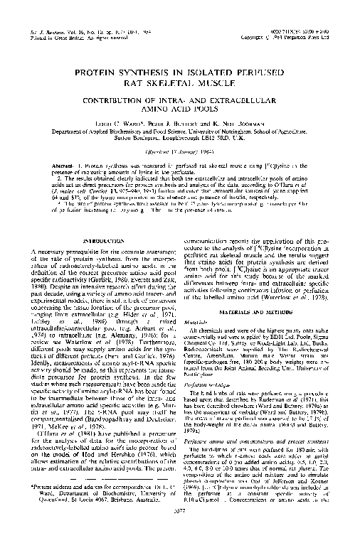 (PDF) Protein synthesis in isolated perfused rat skeletal muscle ...