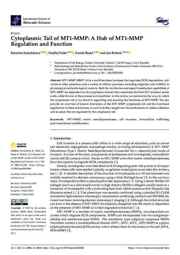 (PDF) Cytoplasmic Tail of MT1-MMP: A Hub of MT1-MMP Regulation and Function