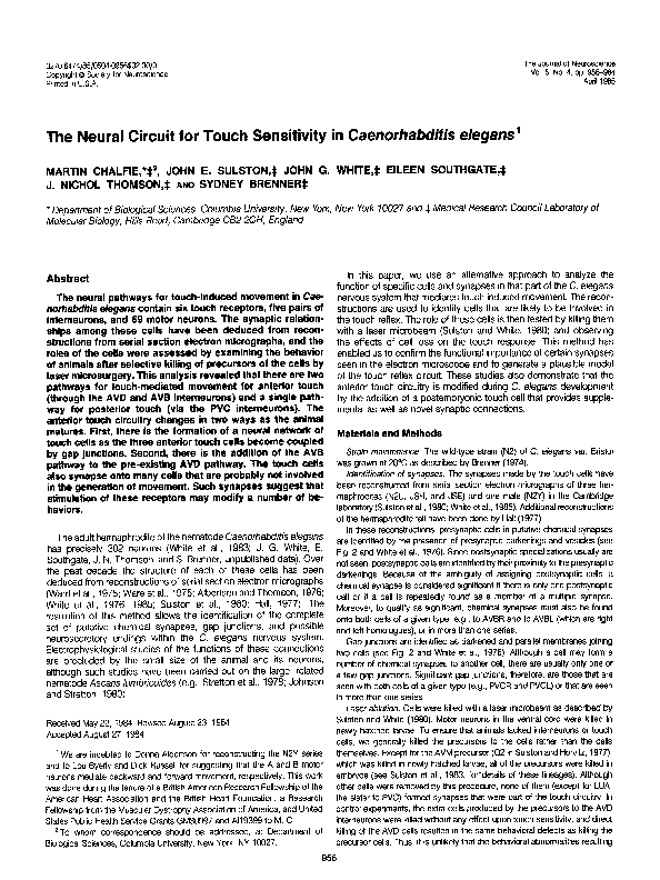 (PDF) The neural circuit for touch sensitivity in Caenorhabditis elegans