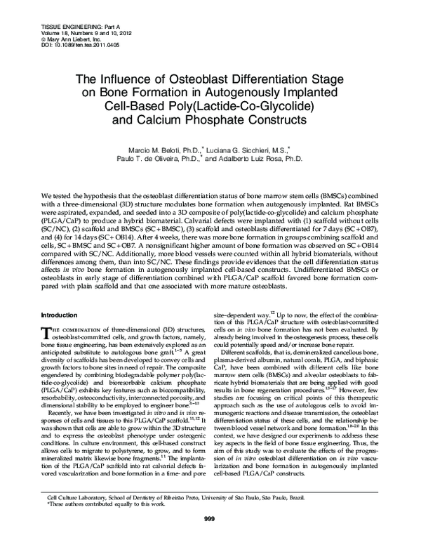 (PDF) The Influence of Osteoblast Differentiation Stage on Bone ...