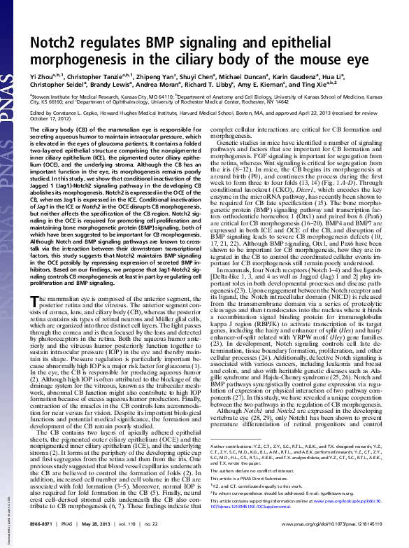 (PDF) Notch2 regulates BMP signaling and epithelial morphogenesis in ...