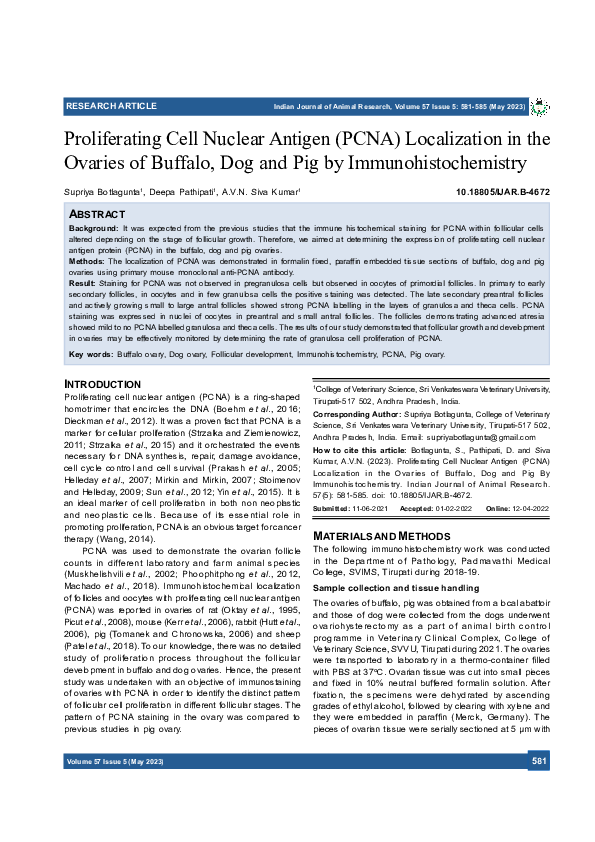 (PDF) Proliferating Cell Nuclear Antigen (PCNA) Localization in the ...