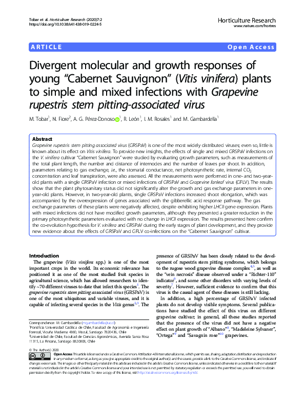 Divergent molecular and growth responses of young “Cabernet Sauvignon” (Vitis vinifera) plants to simple and mixed infections with Grapevine rupestris stem pitting-associated virus