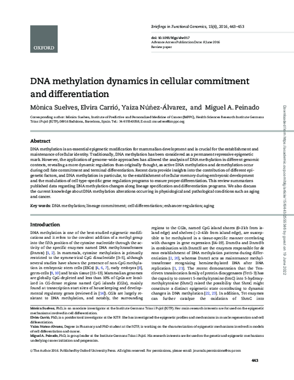(PDF) DNA methylation dynamics in cellular commitment and differentiation
