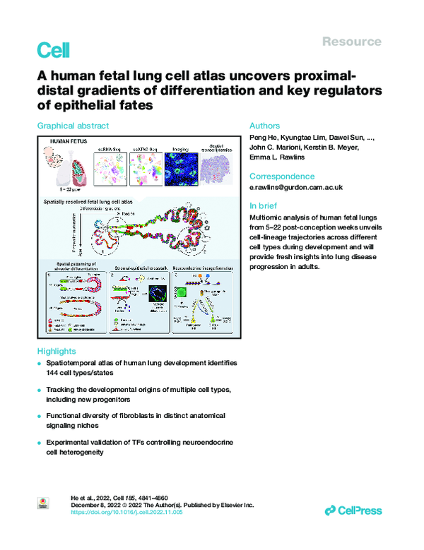 (PDF) A human fetal lung cell atlas uncovers proximal-distal gradients ...