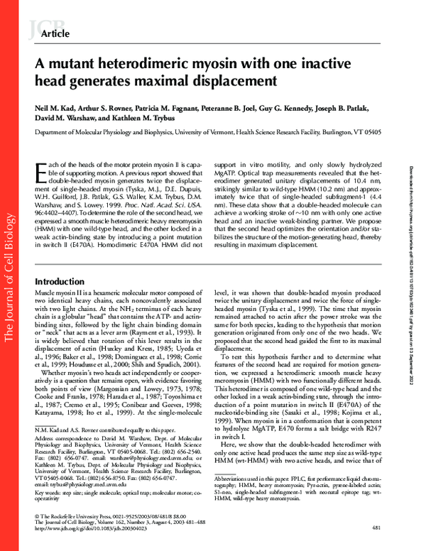 (PDF) A mutant heterodimeric myosin with one inactive head generates ...