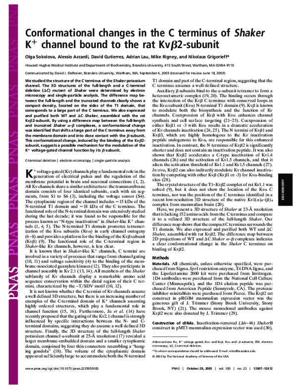(PDF) Conformational changes in the C terminus of Shaker K + channel ...