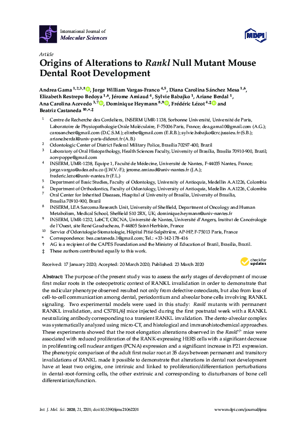 (PDF) Origins of Alterations to Rankl Null Mutant Mouse Dental Root ...