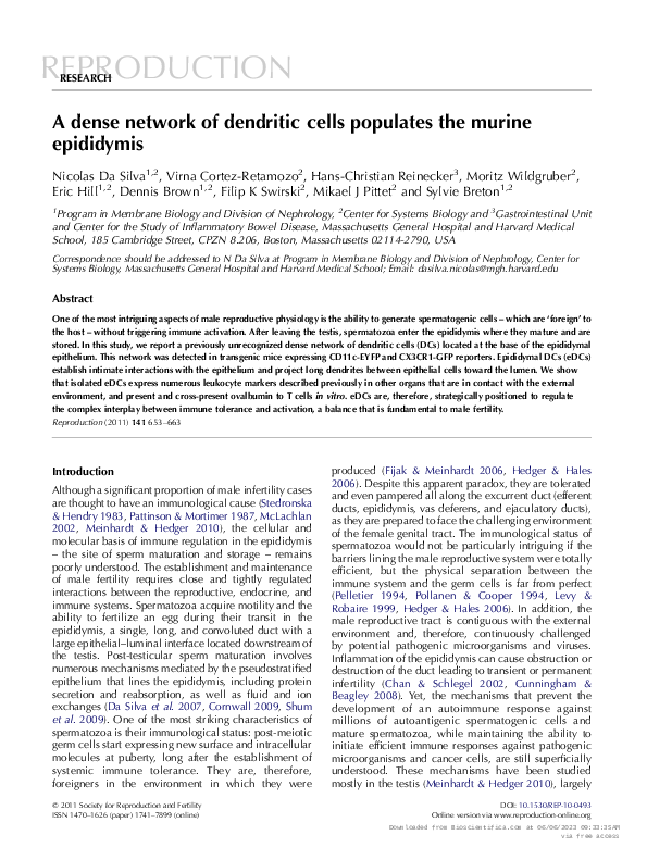 (PDF) A dense network of dendritic cells populates the murine epididymis