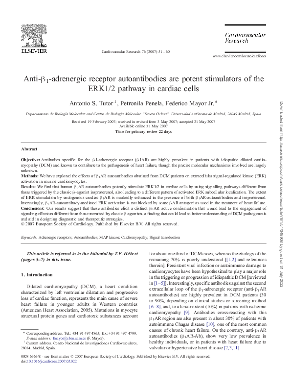 Anti-β1-adrenergic receptor autoantibodies are potent stimulators of the ERK1/2 pathway in cardiac cells