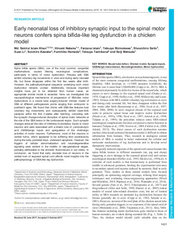 (PDF) Early neonatal loss of inhibitory synaptic input to the spinal ...