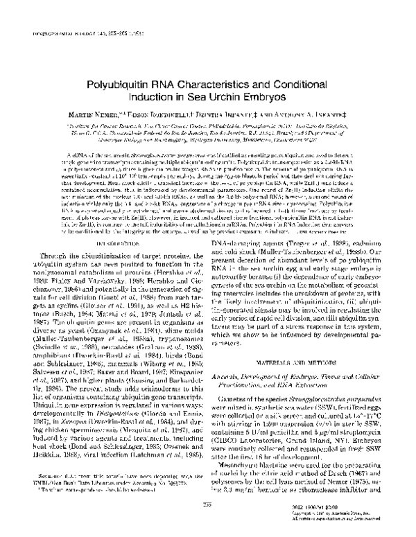Polyubiquitin RNA characteristics and conditional induction in sea urchin embryos