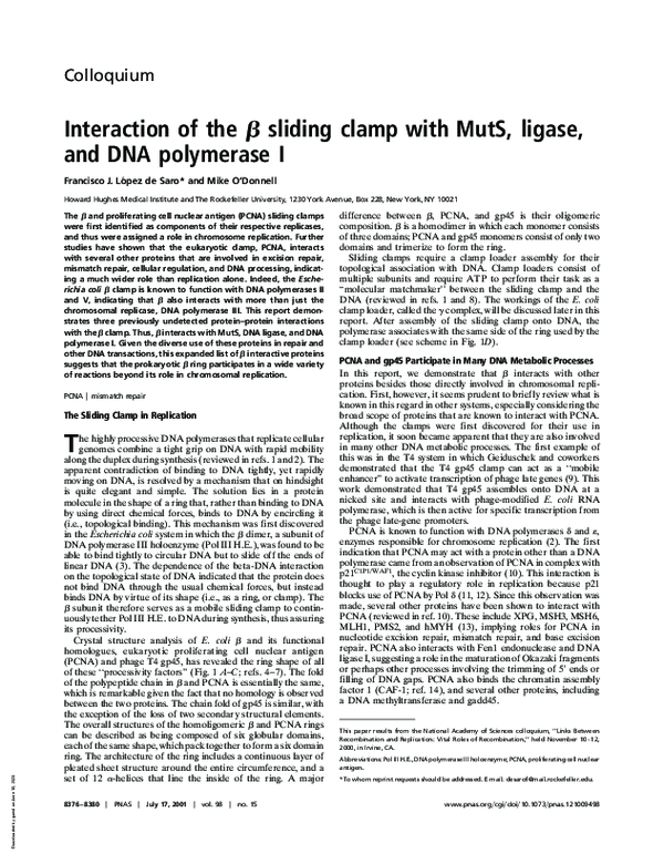 (PDF) Interaction of the β sliding clamp with MutS, ligase, and DNA ...