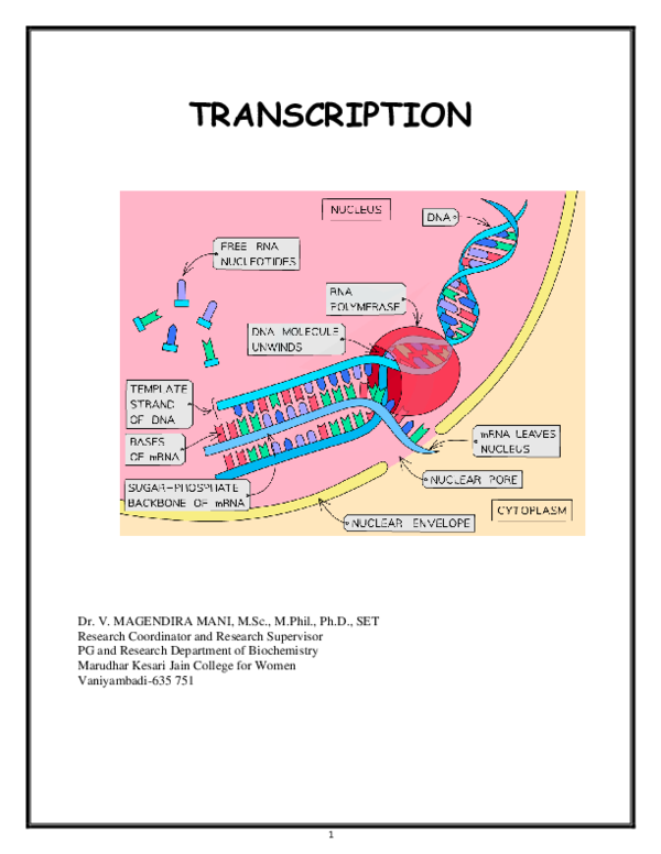 (PDF) Prokaryotic Transcription