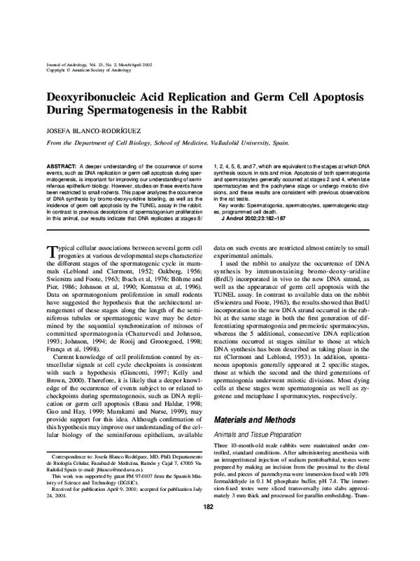 (PDF) Deoxyribonucleic Acid Replication and Germ Cell Apoptosis During ...