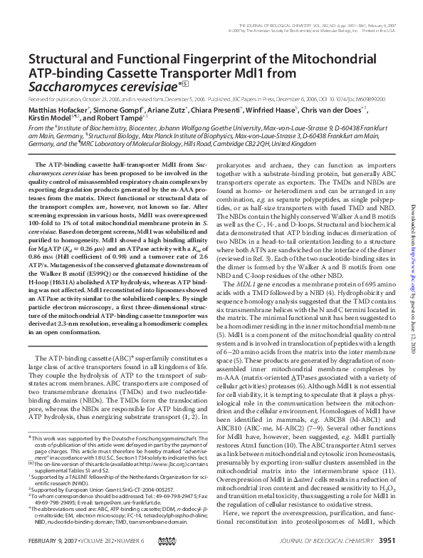 (PDF) Structural and Functional Fingerprint of the Mitochondrial ATP ...
