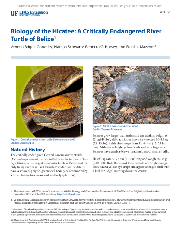 (PDF) Biology of the Hicatee: A Critically Endangered River Turtle of ...