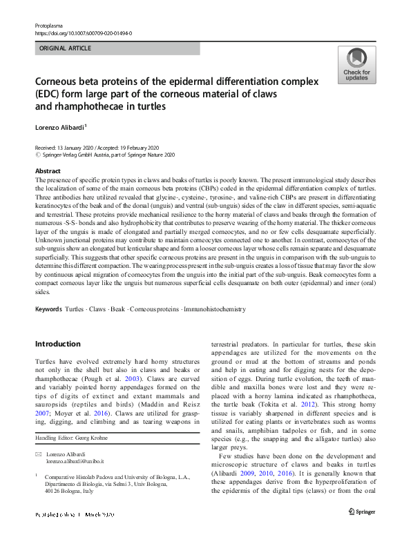 (PDF) Corneous beta proteins of the epidermal differentiation complex ...