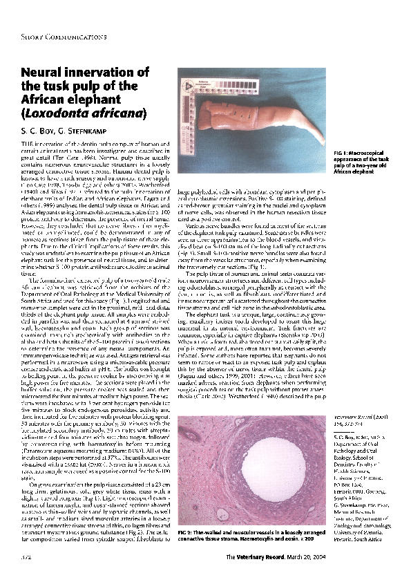 (PDF) Neural innervation of the tusk pulp of the African elephant ...