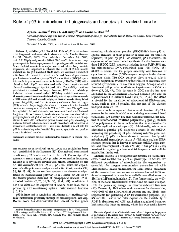 (PDF) Role of p53 in mitochondrial biogenesis and apoptosis in skeletal ...