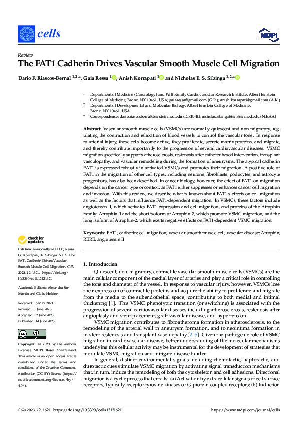 (PDF) The FAT1 Cadherin Drives Vascular Smooth Muscle Cell Migration