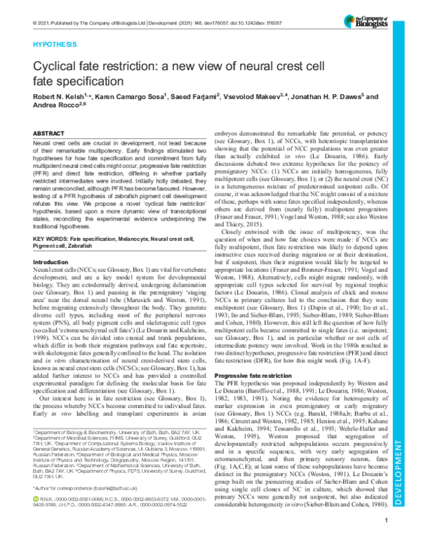 (PDF) Cyclical fate restriction: a new view of neural crest cell fate ...