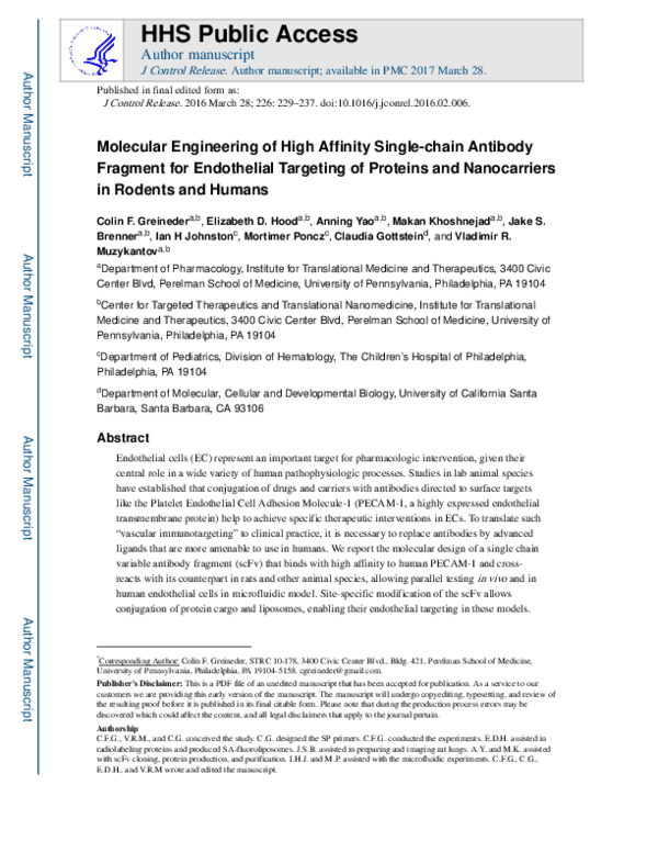 (PDF) Molecular engineering of high affinity single-chain antibody ...