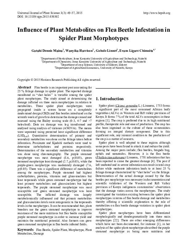 Influence of Plant Metabolites on Flea Beetle Infestation in Spider Plant Morphotypes