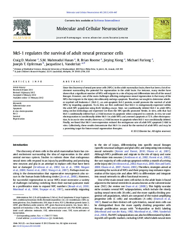 (PDF) Mcl-1 regulates the survival of adult neural precursor cells