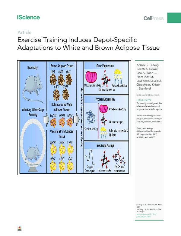 (PDF) Exercise Training Induces Depot-Specific Adaptations to White and ...