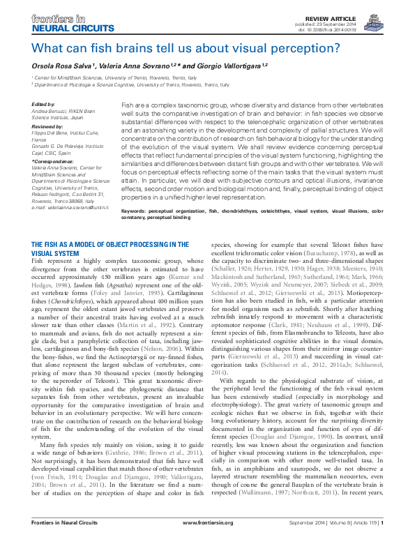 (PDF) What can fish brains tell us about visual perception?