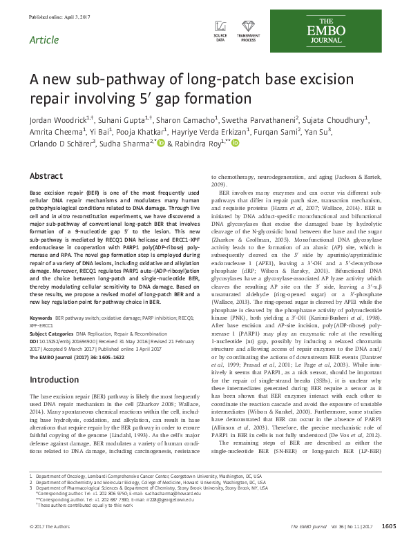 (PDF) A new sub-pathway of long-patch base excision repair involving 5 ...