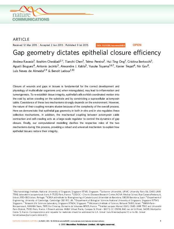 (PDF) Gap geometry dictates epithelial closure efficiency