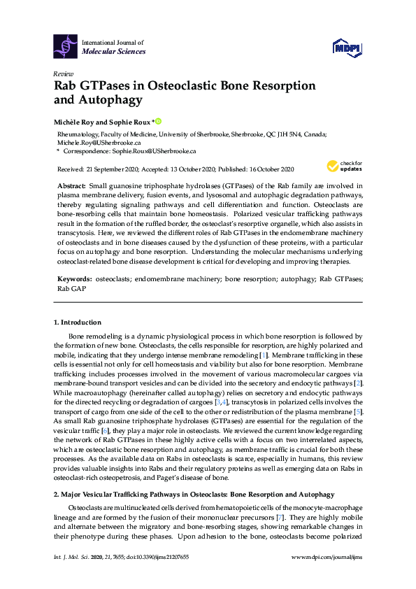 (PDF) Rab GTPases in Osteoclastic Bone Resorption and Autophagy