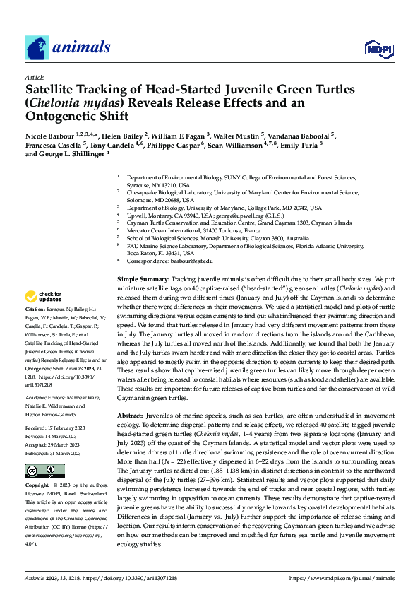 (PDF) Satellite Tracking of Head-Started Juvenile Green Turtles ...
