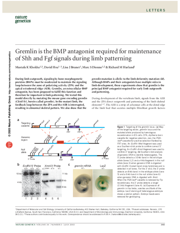 (PDF) Gremlin is the BMP antagonist required for maintenance of Shh and ...