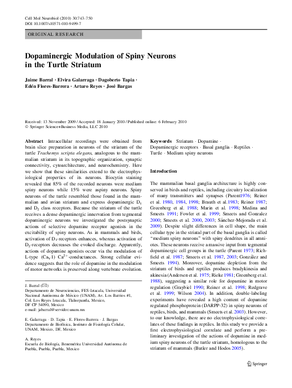 (PDF) Dopaminergic Modulation of Spiny Neurons in the Turtle Striatum