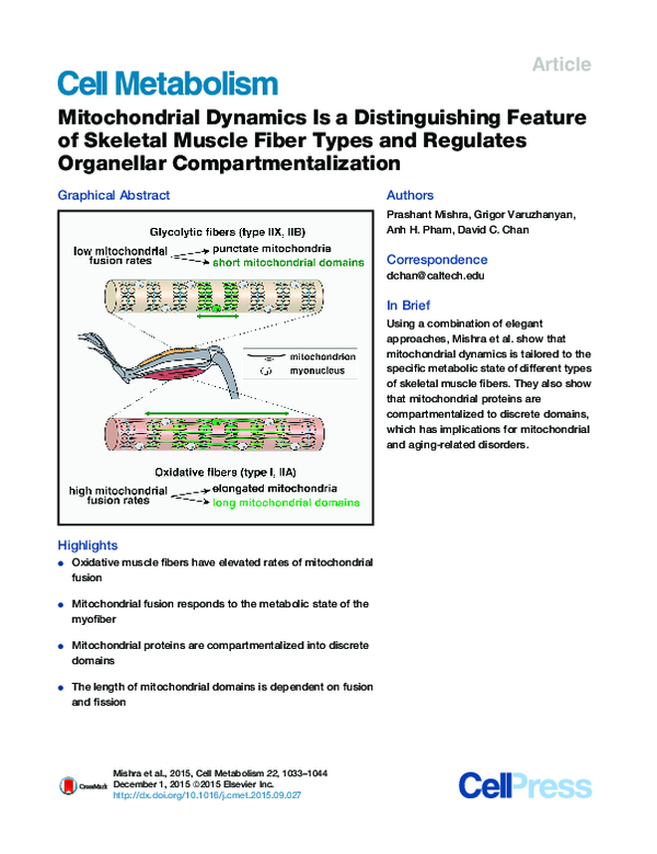 (PDF) Mitochondrial Dynamics Is a Distinguishing Feature of Skeletal ...