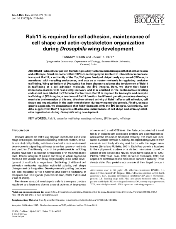 (PDF) Rab11 is required for cell adhesion, maintenance of cell shape ...