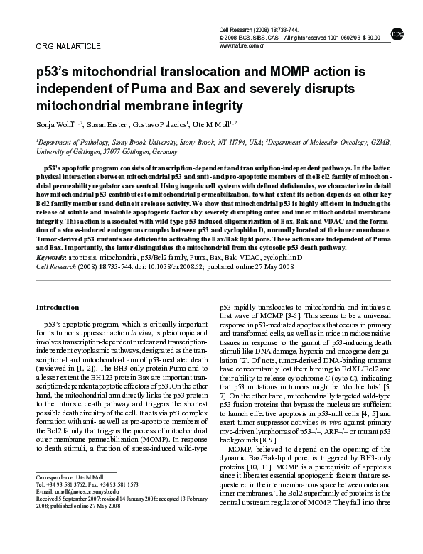 (PDF) p53's mitochondrial translocation and MOMP action is independent ...