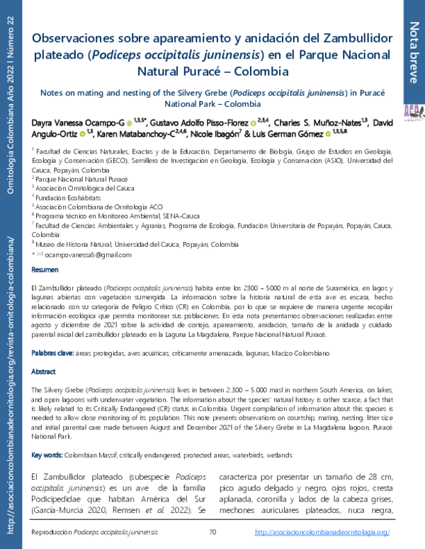 (PDF) Observaciones sobre apareamiento y anidación del Zambullidor