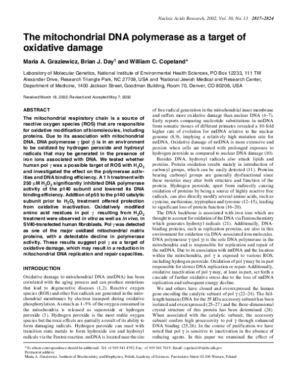 (PDF) The mitochondrial DNA polymerase as a target of oxidative damage