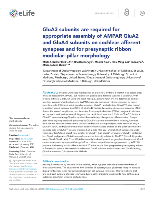GluA3 subunits are required for appropriate assembly of AMPAR GluA2 and GluA4 subunits on cochlear afferent synapses and for presynaptic ribbon modiolar–pillar morphology