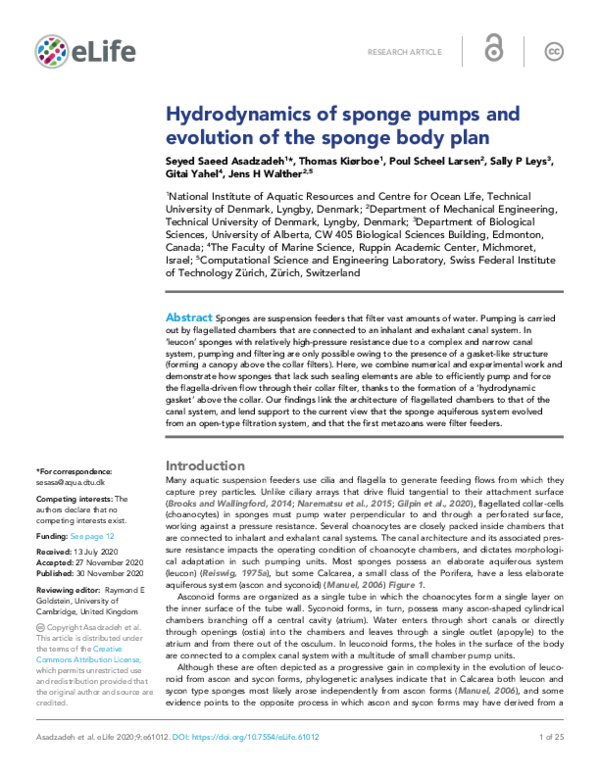(PDF) Hydrodynamics of sponge pumps and evolution of the sponge body plan Jens Honore Walther