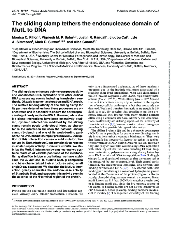 (PDF) The sliding clamp tethers the endonuclease domain of MutL to DNA